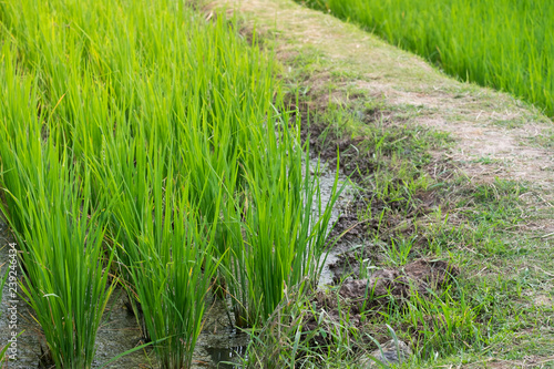 close up the green rice farm for background