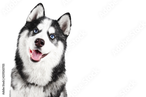 Portrait of a blue eyed beautiful smiling Siberian Husky dog with tongue sticking out isolated on white background with copy space