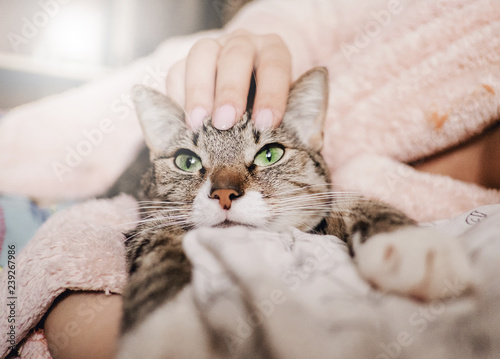 hand stroking cat, funny happy muzzle of cat, cat smiles
