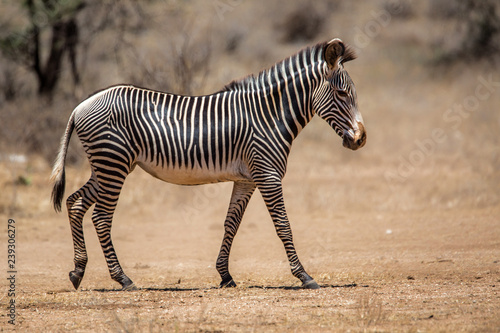 Grevy zebra in the dry Samburu National Park in Kenya