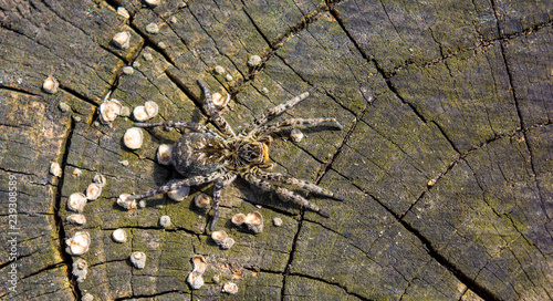 Photo of Lycosa singoriensis, black hair tarantula on the tree stump