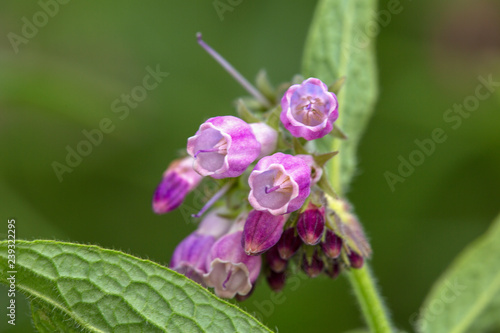 Macrophotographie fleur sauvage - Consoude officinale - Symphytum officinale