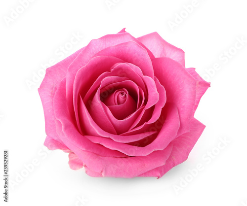 Beautiful pink rose on white background