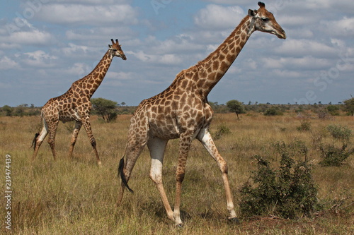 Giraffes in Kruger National park in South African Republic in Africa