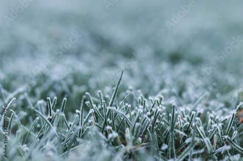 Close-up shot of morning frost on green grass at early winter or autumn cold morning. Cold seasonal weather. Copy space. Selective focus. Iced frozen grass on meadow at garden. Natural background
