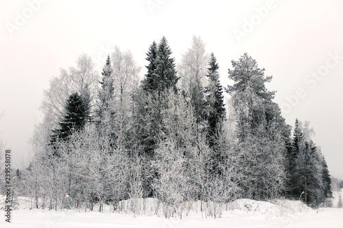 Snowy fir trees in winter forest. Winter landscape. Frosrty day