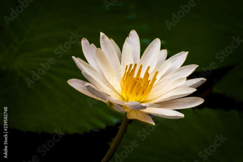 White Lotus Blossom, Bali, Indonesia. The white Lotus has long been symbolic in Hinduism and Buddhism. It is a beautiful flower, which usually emerges in pristine condition from the murkiest of water.