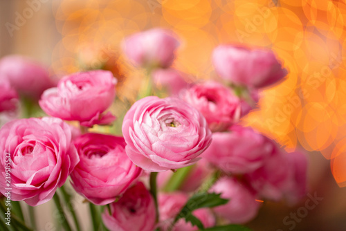 Persian buttercup. Bunch Crimson pink ranunculus flowers in Glass vase. Garland bokeh on background. Wallpaper