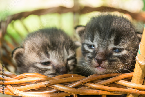 gatos