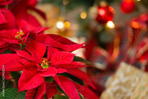 Beautiful red Poinsettia (Euphorbia pulcherrima), Christmas Star flower. Festive red and golden holiday background with Christmas decorations and presents.