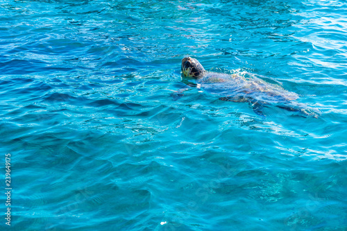 Greece, Zakynthos, Loggerhead called caretta caretta sea turtle swimming in blue ocean