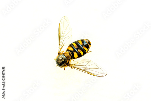 hoverfly in a macro