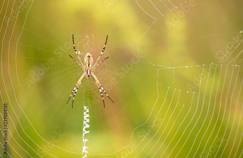 Spider sitting on the web in the nature in summer
