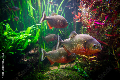 piranha fish underwater close up portrait