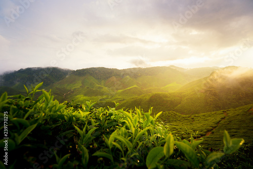 Amazing Malaysia landscape. View of tea plantation in sunset/sunrise time in in Cameron highlands, Malaysia. Nature background with foggy.