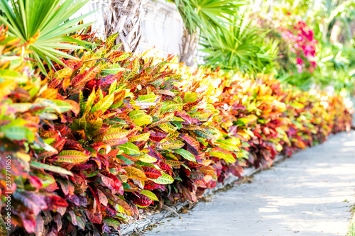 Vibrant codiaeum variegatum, petra croton, variegated plant leaf, leaves, landscaped garden, landscaping along wall, outside, outdoor street, outdoors on road, street sidewalk in tropical Florida keys