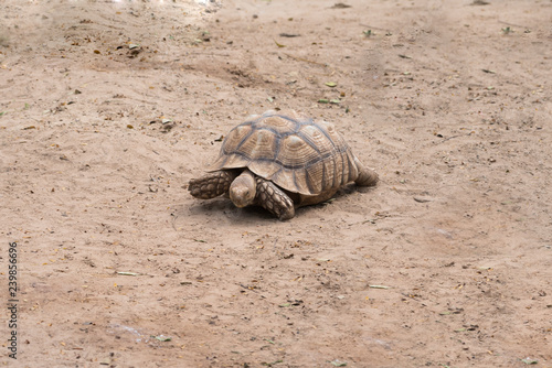 Galapagos tortoise.walking relax, on soil.