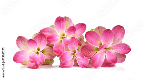 Siam tulip or Curcuma flower in Thailand on white background