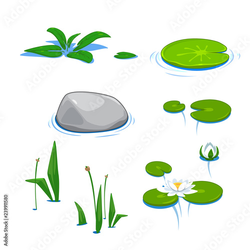 vector cute pond water lily, reed, cane, bulrush, elements nature summer