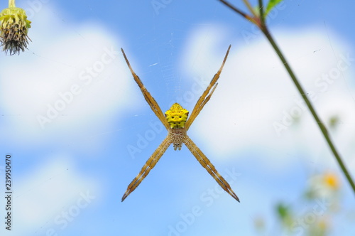 spider on background sky