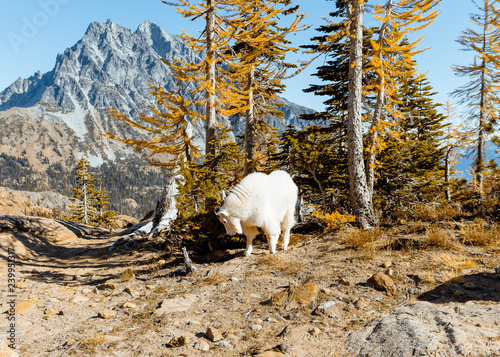 mountain goat in a fall forest