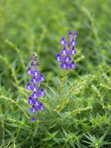 コガネバナ 薬用植物