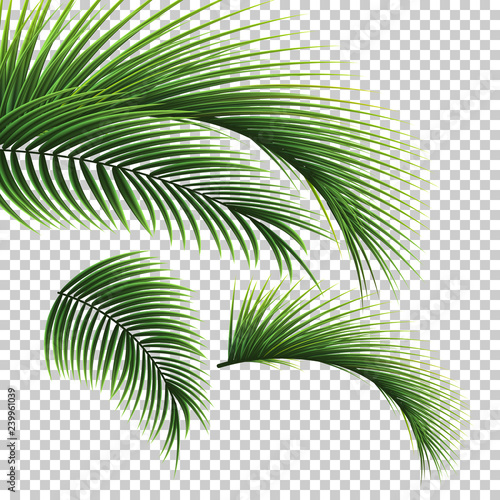 Palm leaves. Green leaf of palm tree on transparent background. Floral background. 