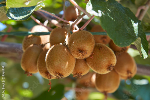 Kiwi fruits detail and plant in a sunny summer day