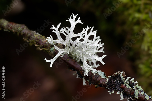 Evernia prunastri, also known as oakmoss, a beautiful lichen used widely in perfume industry as a fixative