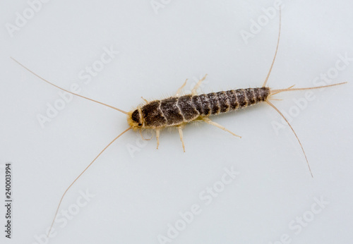 Macrophotographie insecte - Poisson d'argent - Lepisma saccharina - Zygentomes