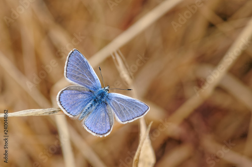 Common Blue Butterfly, Polyommatus icarus on Parched Grass Stem.