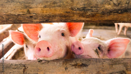 Close-up of a pig playing in a play yard in the farm so happy 