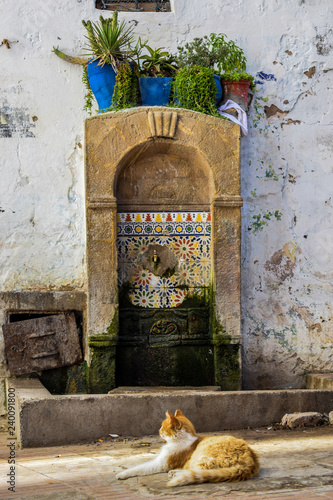 Kotek wypoczywający przy fontannie w maroku