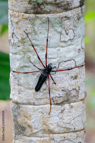 Image of Black Orb-weaver Spider (Nephila kuhlii) on tree. Insect. Animal