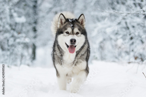 winter malamute dog