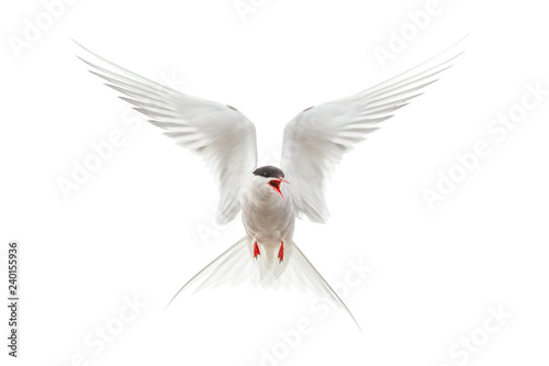 Flying Arctic tern (Sterna paradisaea) protecting nest with wings spread and mouth open. Bird isolated on white background