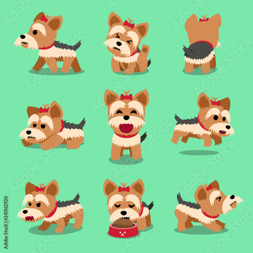 Vector cartoon character yorkshire terrier dog poses set for design.