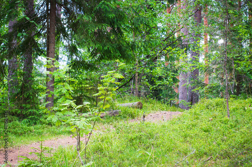 Forest trail in the coniferous forest