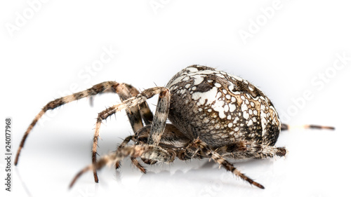 Araneidae Garden spider on the black background close up