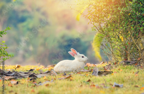 rabbit on nature cute little white rabbit on garden spring grass green background the bunny white rabbit on field summer green