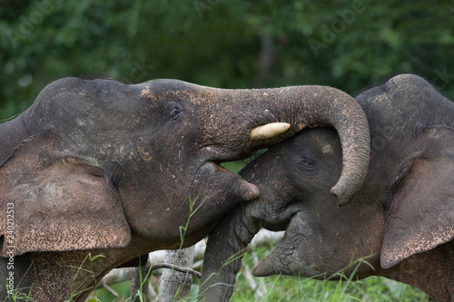 Borneo Pygmy elephant