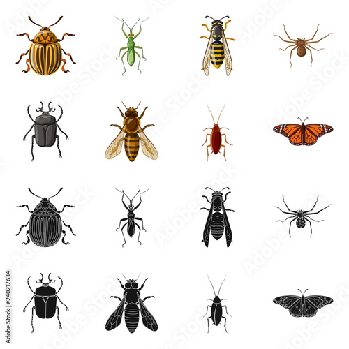 Vector illustration of insect and fly symbol. Collection of insect and element stock vector illustration.