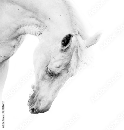 Beautiful white horse