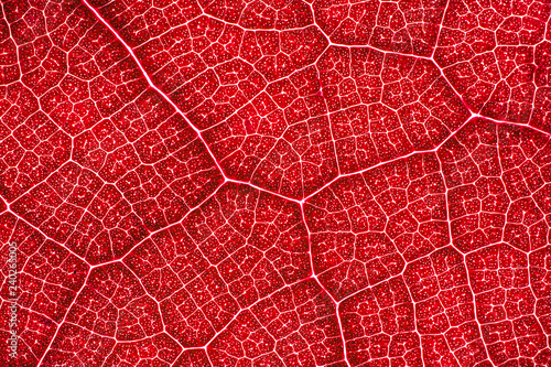 Streszczenie czerwone komórki liścia oddzielone żyłami. Tło wzór artystyczny.