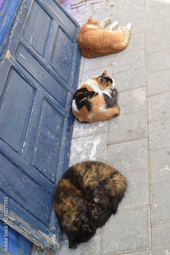 maroko, essouiara, koty śpiące