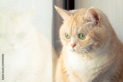 Beautiful sad creamy tabby cat sitting near the window