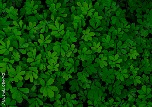 Green plant background 