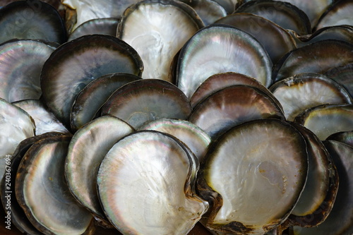 View of shiny mother-of-pearl shells in Tahiti