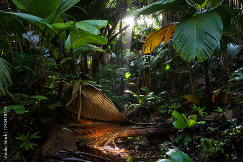 Forêt tropicale de la Vallée de Mai sur l'île de Praslin, Seychelles