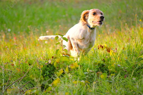 Setter Inglese in corsa